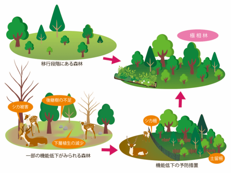 移行段階にある森林→極相林　｜　一部の機能低下がみられる森林→機能低下の予防処置→極相林