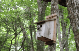 巣箱を利用する野鳥