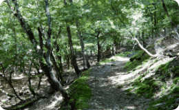 ブナなどの天然林を歩く　柳沢峠ゾーン（ブナの道）
