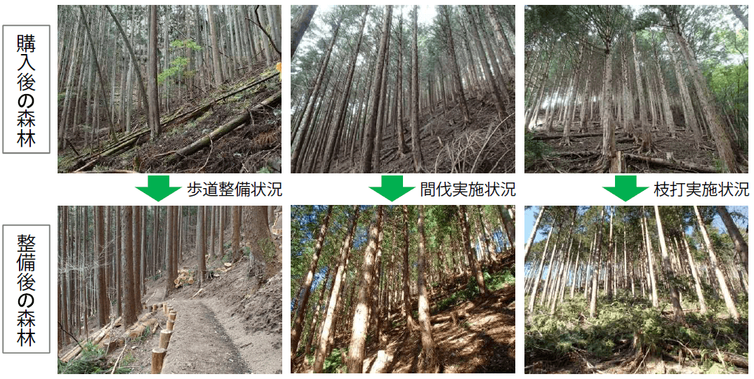 購入後の森林と整備後の森林の比較写真
