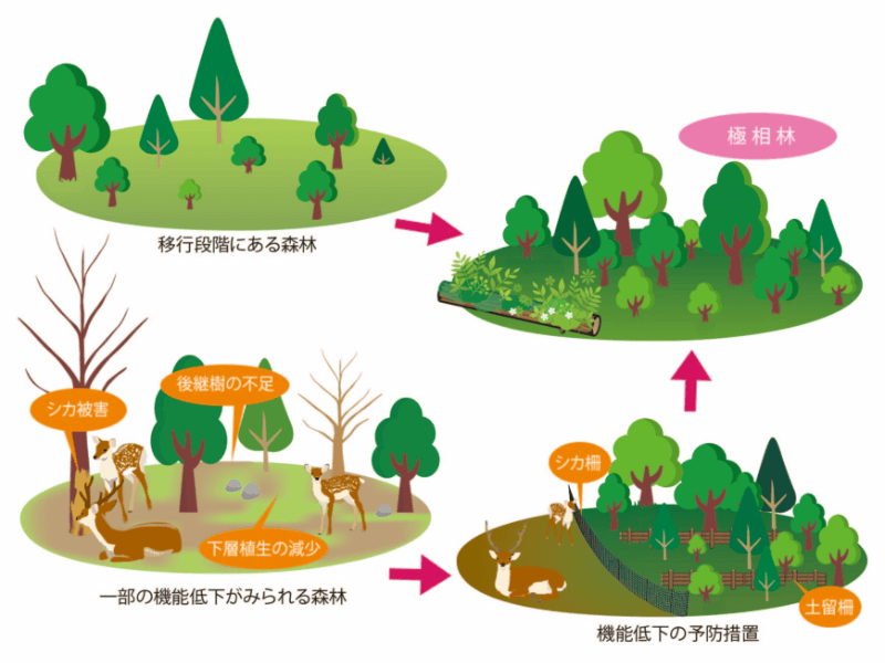 移行段階にある森林→極相林 | 一部の機能低下がみられる森林→機能低下の予防処置→極相林