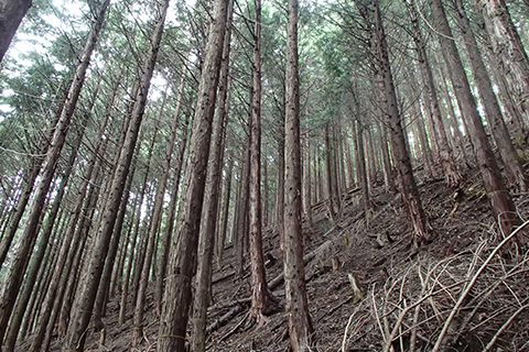 立木の密度が高く、下草が生えていない森林